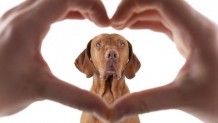 Köpeklerde Kalp Krizi ? Köpeklerde kalp krizi belirtileri nelerdir?